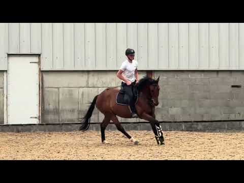 Exceptional 4-Year-Old Gelding - Image 2