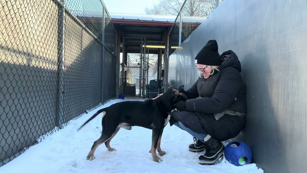 Enlarge Cosmo, an adopted Pit Bull Terrier in Chicago, IL video 5/5