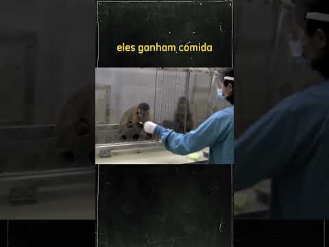 Feito Animais - Macacos Em Greve
