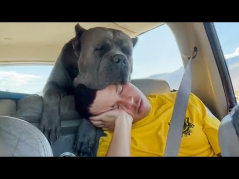 Quand votre chien et vous êtes faits l'un pour l'autre
