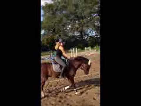 "Cameron" 4j. gekörter Reitponyhengst v. Cedrik (Constantin) x Durello x Twylands Firecracker