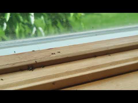 Ants Coming from the Crevices of the Window in Bayville, NJ