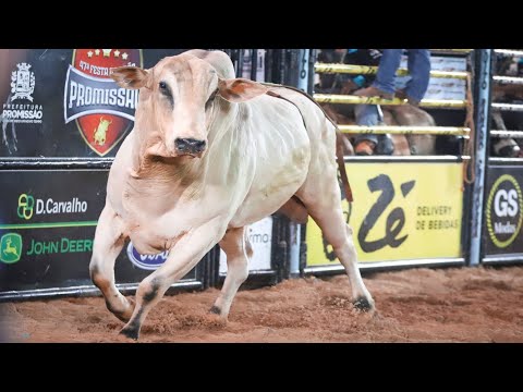 BULLFIGHT FINAL - PROMISSÃO Rodeo 2025 (Official 4K)