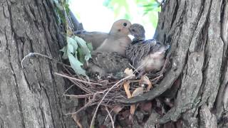 Mourning Dove in my backyard tree