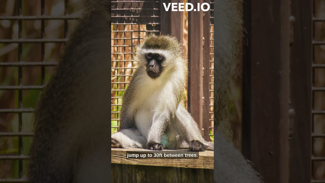 Vervet Monkeys: Social Chatter and Acrobatic Leaps in the Wild!