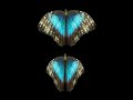 Spring Butterflies Black Screen Effect Green Screen Butterflies Effect Kinemaster Effect