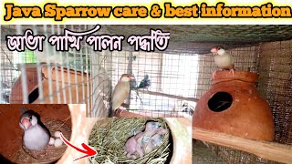 জাভা পাখি পালন পদ্ধতি😀Java Sparrow care &best information @parrotbubai