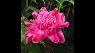 Heliconia - Ballet School