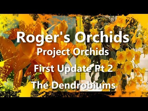 Project Orchids First Update Pt 2 (The Dendrobiums)