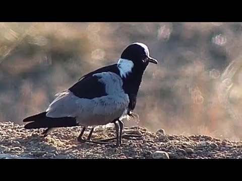 Djuma: Blacksmith Lapwing and chick at the pan - 07:42 - 07/10/19