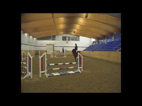 Storm / Approved Stallion / 5 year old / Singulord Joter x Acobat II