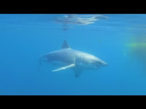 3rd YouTube video about are there sharks in san diego