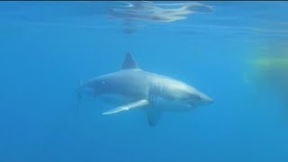 Juvenile white shark sightings on the rise in San Diego County