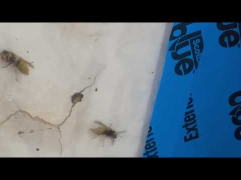 Yellow Jackets Busting Through the Ceiling in Milltown, NJ
