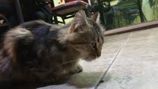 【猫】We are stray, right?/ part 3 Amman Jordan🇯🇴【Cat】