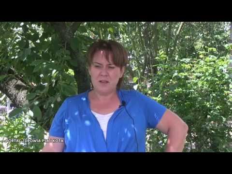 Pies ze schroniska - jak go okiełznać? Patrycja Wiater - trenerka psów, behawiorystka