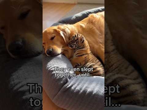 Order today for discount 😊💞🙏#animallovers #rescueefforts