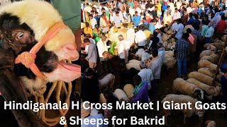 E P 7 Hindiganala H Cross Market | Giant Goats & Sheeps for Bakrid 2025
