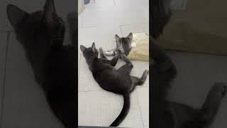 Kittens Playing with Paper Bag