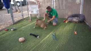 Download the video "A3487228 having a play party!"