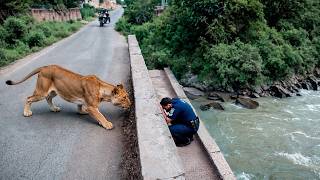 Encontros Aterrorizantes com Grandes Felinos Flagrados pelas Câmeras