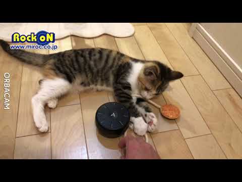 Cats play Artiphon ORBA(Shoot Orbacam)