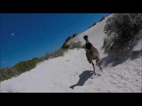 Emu Attack at Sandy Cape, Jurien Bay, Western Australia