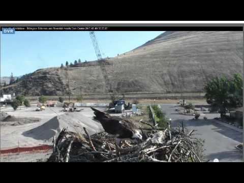 Hellgate Ospreys Aug 9 15 Stan brings a huge stick