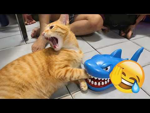 Most Viral Cat Moments of 2026 | Try Not To Laugh 😂