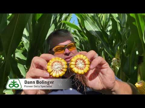 Feed for Thought: Optimum Timing for Corn Silage Harvest