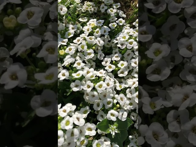 Стандарт поставки видео №1 Алиссум Биг Джем, смесь