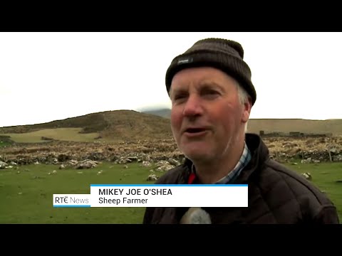 The Theft of 60 Sheep on Mount Brandon, Co. Kerry, Ireland 2017