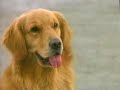 Opening To Snow Dogs 2002 VHS Redo