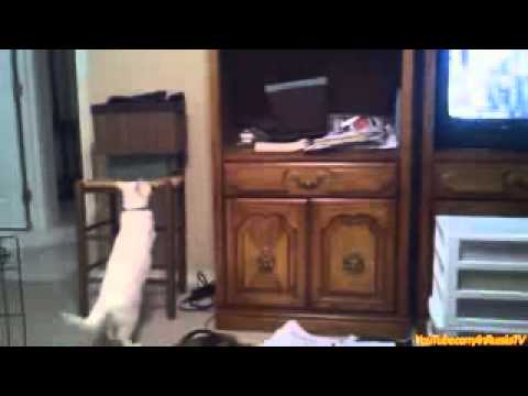 FUNNY VIDEOS  Funny Cats
