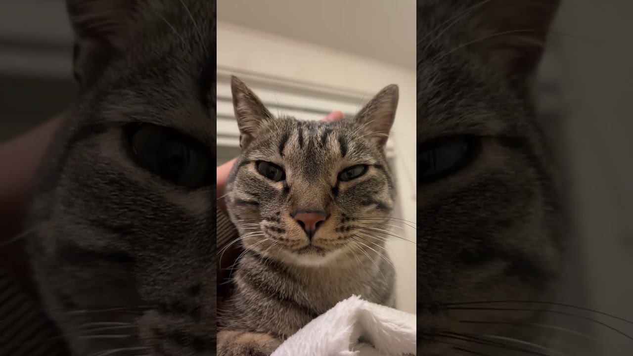 WORLD MITERA #cat  #고양이　#猫