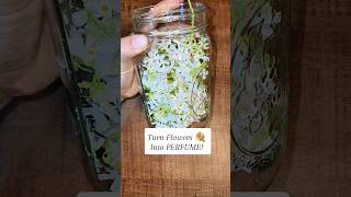 Download lagu Turn Flowers into PERFUME! Check out the description for the health benefits. 🌼🌻🏵🌸💐 mp3 Download lagu Turn Flowers into PERFUME! Check out the description for the health benefits. 🌼🌻🏵🌸💐 mp3