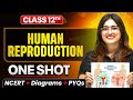 Human Reproduction Class 12: Complete Chapter with Diagrams and MCQs