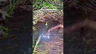 Download lagu mancing ikan lembat malam hari #shorts #mancinglembat mp3 Download lagu mancing ikan lembat malam hari #shorts #mancinglembat mp3