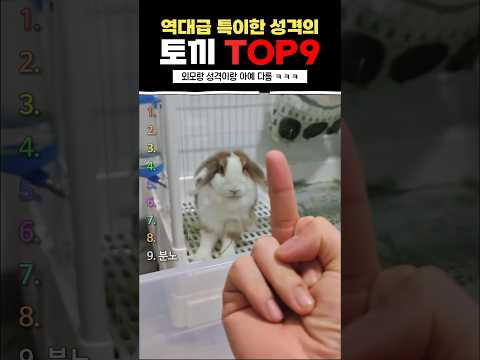 역대급 특이한 성격의 토끼 TOP9
