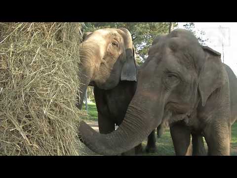 Bauern helfen Zirkuselefanten in Futternot