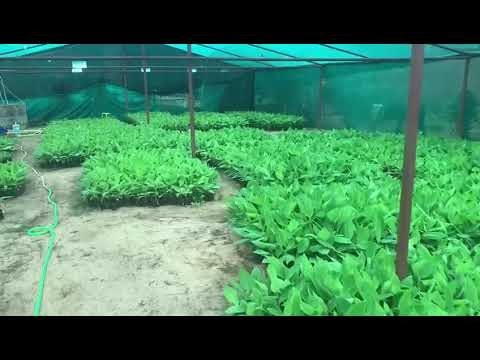 Banana Plant