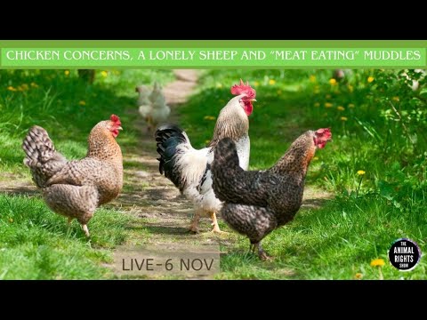 The Animal Rights Show | Chicken Concerns, A Lonely Sheep and ‘Meat-Eating’ Muddles