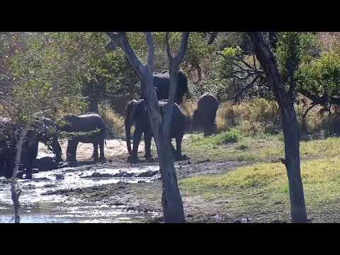 Djuma: Elephants with small has a drink and mud wallow - 12:46 - 06/30/21