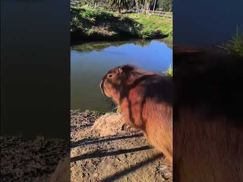 DÍA DE LA INDEPENDENCIA DE URUGUAY #uruguay