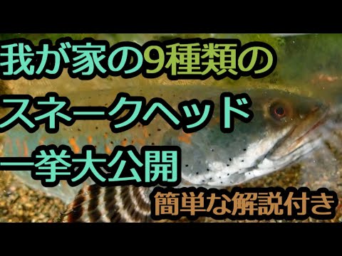 スネークヘッド 植物