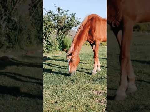 Peaceful grazing horse #shorts