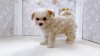 ハーフ犬の動画01