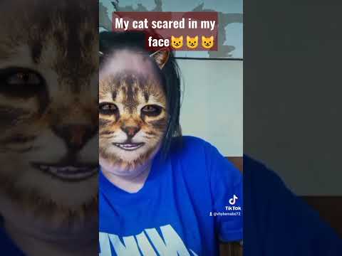 my cat scared in my face😺😺😺