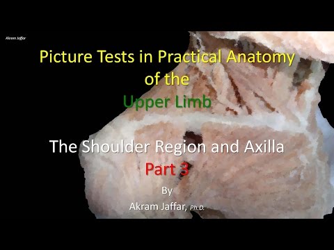 Picture tests in anatomy shoulder region and axilla 3