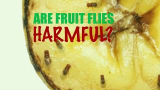 Are Fruit Flies Harmful?